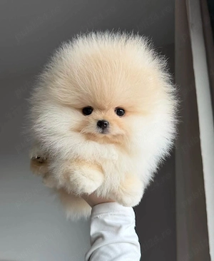 Pomeranian xxs talie foarte mica  - imagine 3