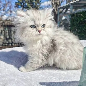Siberiana de padure maine coon feline de exceptie  - imagine 4