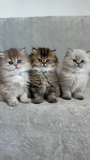 Siberiana de padure maine coon feline de exceptie 