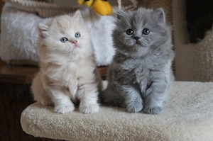 Siberiana de padure maine coon feline de exceptie  - imagine 2