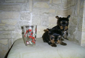 Yorkshire Terrier extraToy - 2 luni - imagine 3