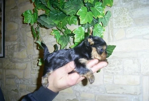 Yorkshire Terrier extraToy - 2 luni - imagine 2