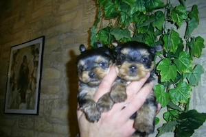 Yorkshire Terrier extraToy - 2 luni