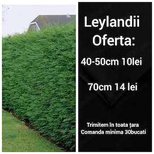 Leylandii 70 cn