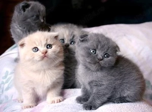 scottish fold lillac white blue rasa pura asigur transport - imagine 3