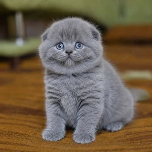 scottish fold lillac white blue rasa pura asigur transport - imagine 4
