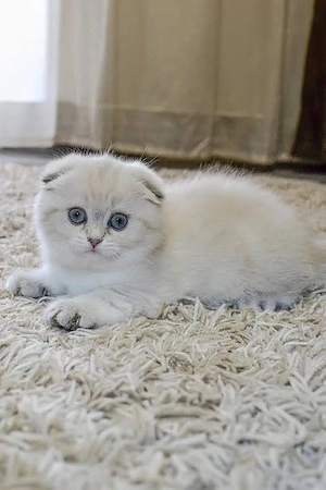 scottish fold lillac white blue rasa pura asigur transport - imagine 5