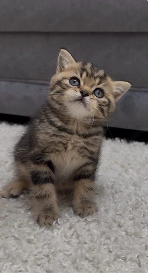British shorthair