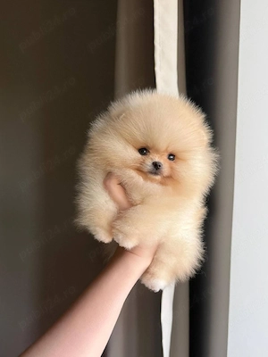 Pomeranian Mini Boo ursulet linie genetica Cooreana  - imagine 4