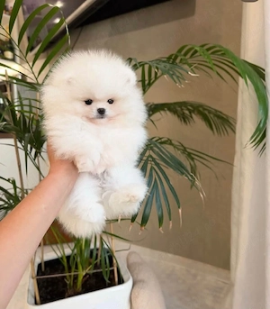 Pomeranian Mini Boo ursulet linie genetica Cooreana  - imagine 3