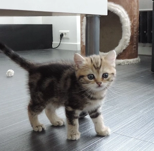 British shorthair