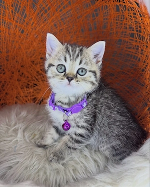 American shorthair