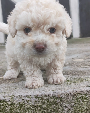 Bichon frise de vânzare 