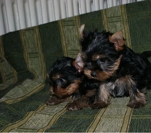 Vand catelusi Yorkshire Terrier minitoy - imagine 2