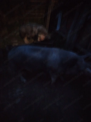 Porc 190 kilograme Valea Lupsii, Alba - imagine 3
