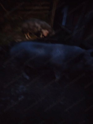 Porc 190 kilograme Valea Lupsii, Alba - imagine 4