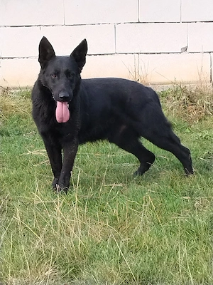 ciobanesc german negru
