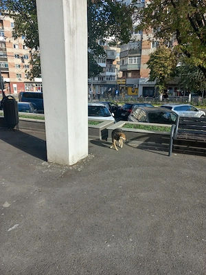 Cățel pentru adopție 