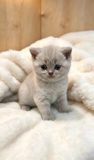 British Shorthair   Blue solid & Lilac solid - imagine 2