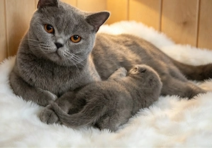British Shorthair   Blue solid & Lilac solid - imagine 5