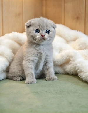 British Shorthair   Blue solid & Lilac solid - imagine 4