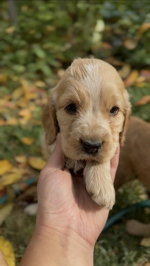 Puiuți Cocker Spaniel  - imagine 3