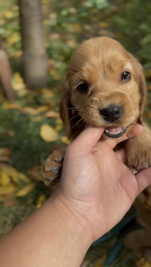 Puiuți Cocker Spaniel  - imagine 2