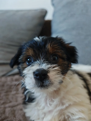 Bichon Havanez cu Shih Tzu