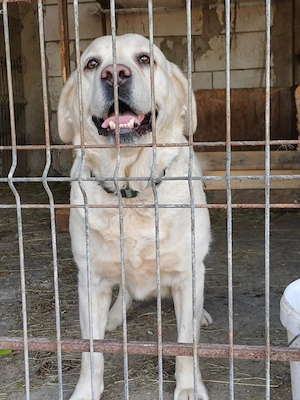 Donez femelă Labrador Auriu