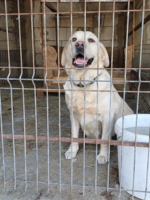 Donez femelă  Labrador Auriu - imagine 4