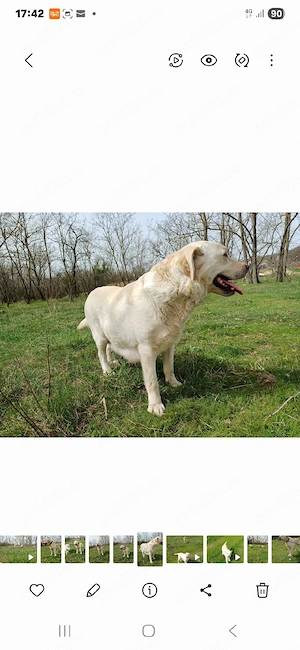 Donez femelă  Labrador Auriu