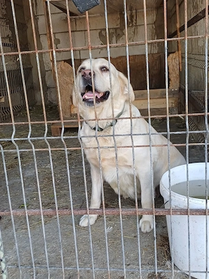 Donez femelă  Labrador Auriu - imagine 3