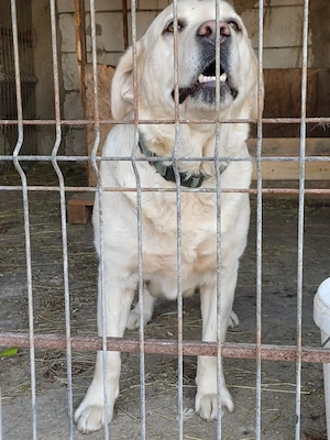 Donez femelă  Labrador Auriu - imagine 5