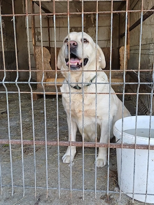 Donez femelă Labrador Auriu - imagine 3