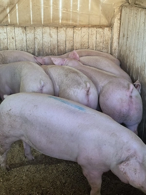 porci de carne  - imagine 3