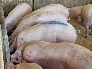 porci de carne  - imagine 4