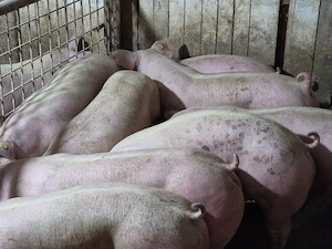 porci de carne  - imagine 3