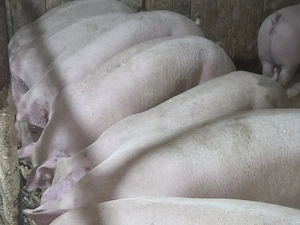 porci de carne  - imagine 3