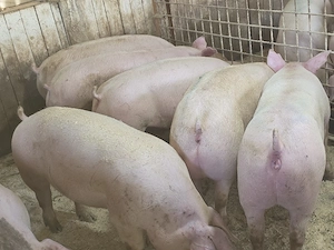 porci de carne  - imagine 4