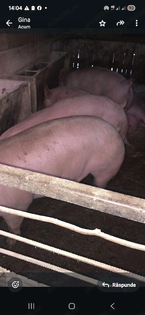 porci 11 ron  kg
