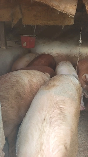 porci mari 
