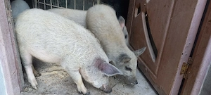 Purcei mangalita