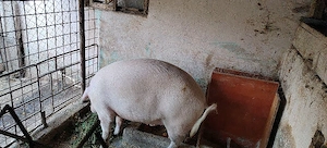 Porc crescut în gospodărie  - imagine 2