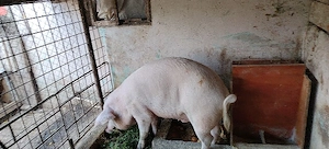 Porc crescut în gospodărie 