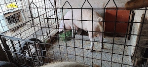 Porc crescut în gospodărie  - imagine 3