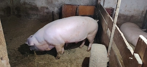 Porci crescuți sănătos în gospodărie proprie.  - imagine 3