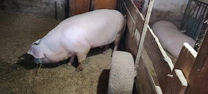 Porci crescuți sănătos în gospodărie proprie. 