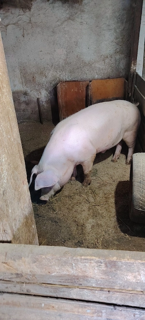 Porci crescuți sănătos în gospodărie proprie.  - imagine 2
