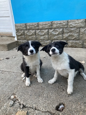 Catei border collie 