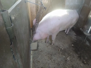 vand porc  crescut in gospodarie cu cereale   - imagine 2